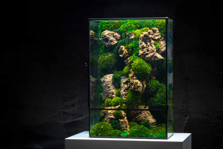 Moss Box