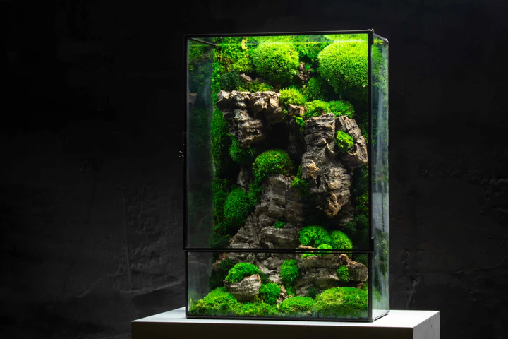 Moss Box